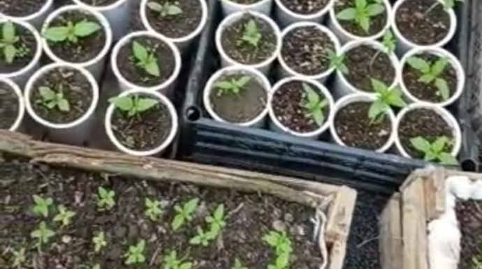 Həyətində narkotik becərən şəxs saxlanıldı   - FOTO