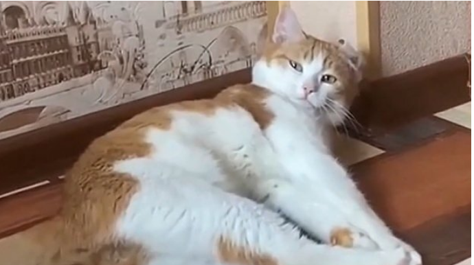 Pişiyi qatardan atan şəxs barəsində cinayət işi açıldı  