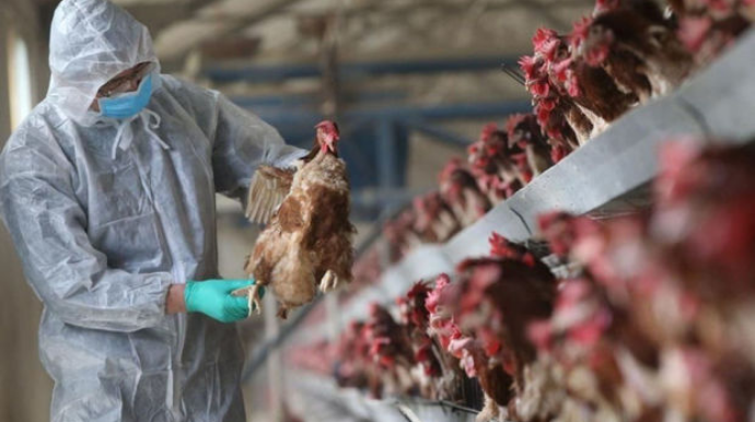 Britaniyada yüksək patogenli quş qripi virusu aşkarlanıb 