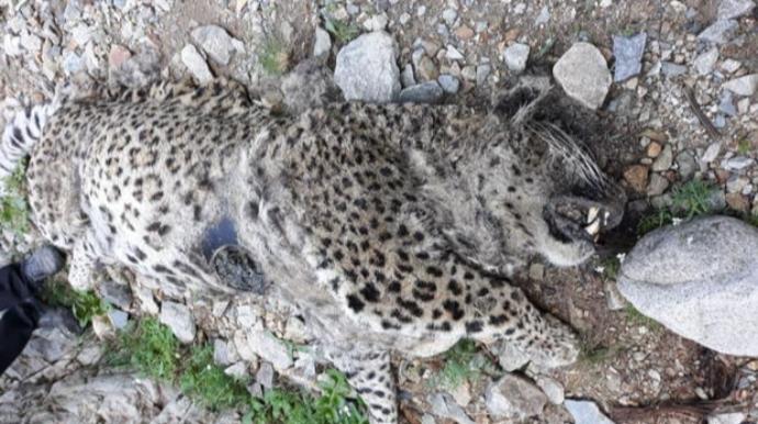 Naxçıvan dağlarında bəbir cəsədi aşkarlandı - FOTO