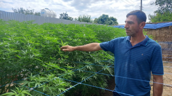 Şabranda narkotik dövriyyəsinə qarşı əməliyyat keçirilib  - FOTO