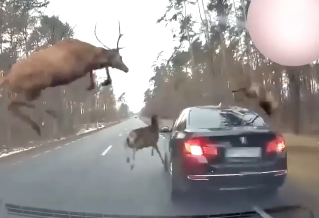 Meşədən qaçan marallar "BMW"-yə çırpıldı - ŞOK HADİSƏ  - VİDEO