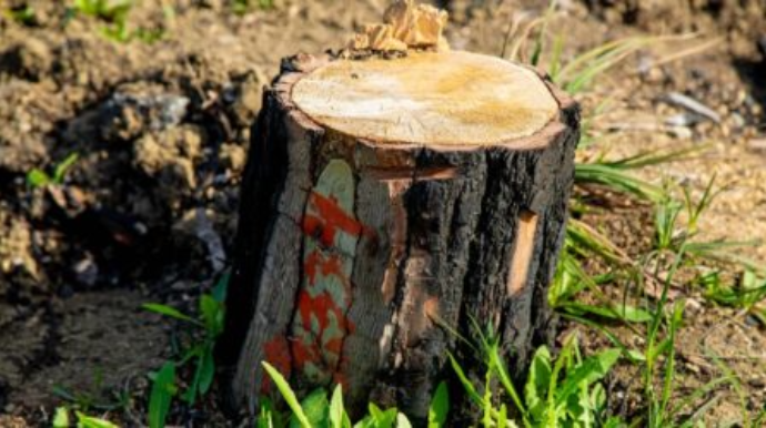 Ötən il qanunsuz ağac kəsmə faktı üzrə 200 cinayət işi başlanılıb 