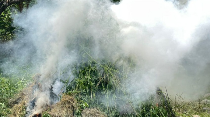Azad edilmiş ərazidə 4 tondan artıq çətənə kolu yandırılaraq məhv edilib  - FOTO