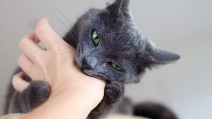 Küçə pişikləri düşündüyünüz qədər günahsız deyilmiş - Qorxulu faktlar