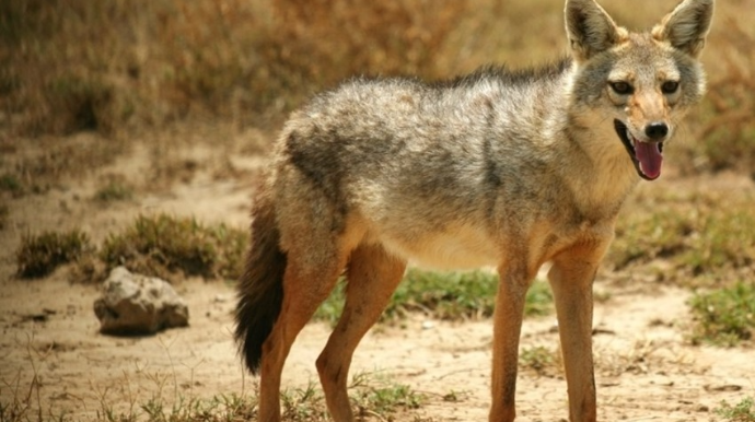 Стая шакалов напала на людей в Хачмазе, есть пострадавшие