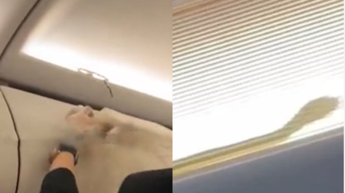Banqkokdan uçan təyyarədəki ilan böyük xaosa səbəb olub - VİDEO 