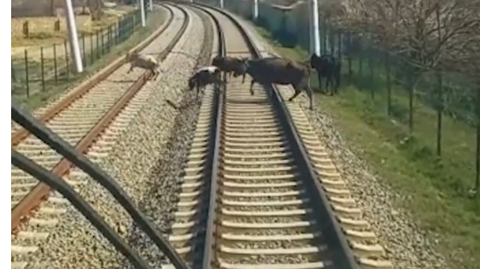 ADY:  Sahibsiz buraxılan mal-qara qatarların hərəkətinə ciddi təhlükə yaradır  - VİDEO