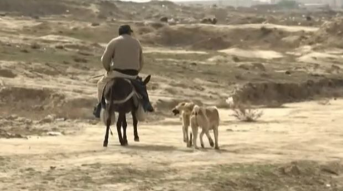Qobuda şagirdə hücum edən çoban iti olub? - VİDEO 