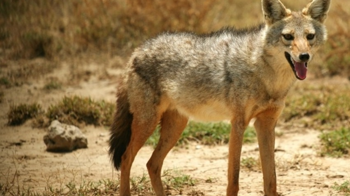 Xaçmazda çaqqallar kənd sakinlərinə hücum edib, yaralananlar var