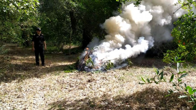 Zərdabda 1 tondan artıq çətənə məhv edildi  - FOTO