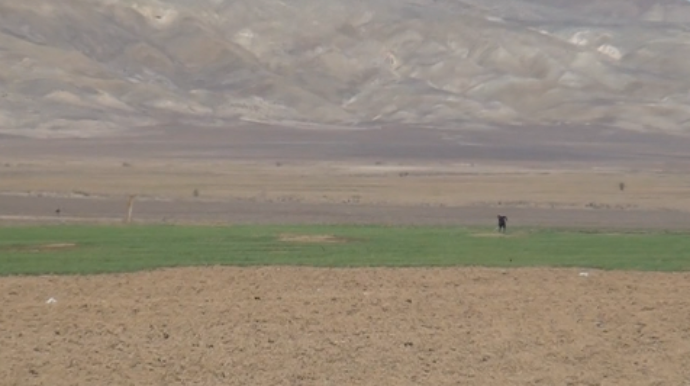 Hacıqabulda taxıl sahələri susuzluqdan məhv olur  - VİDEO