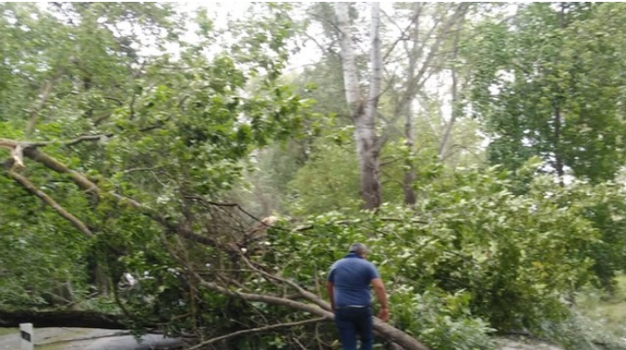 Oğuzda güclü küləyin aşırdığı ağaclar yolu bağladı  - FOTO