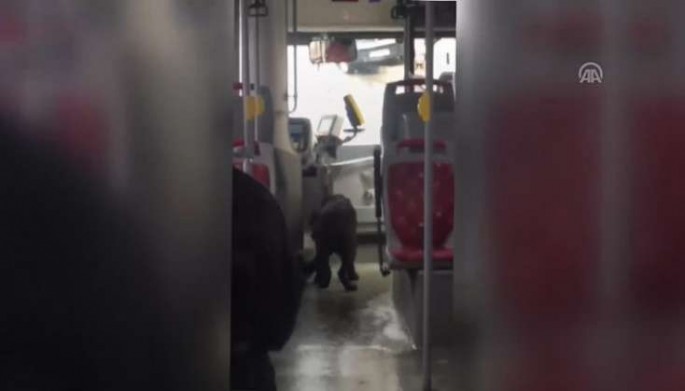 Avtobusda qeyri-adi görüntülər: İt sürücünün oturacağına oturdu - VİDEO