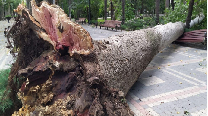 Gəncədə çoxillik Xan çinarı aşdı   - FOTO