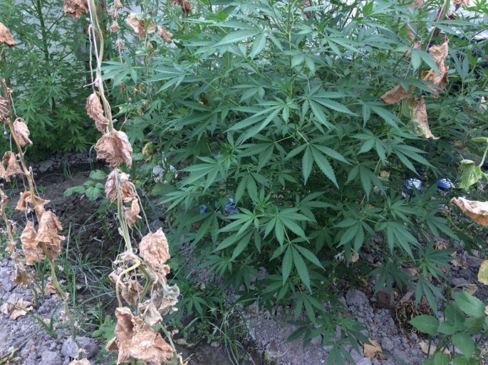 14 çətənə kolu zərərsizləşdirilib - Sabirabadda