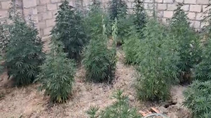 DİN-dən Siyəzandə əməliyyat:  39 kiloqram narkotik və silah aşakarlandı  - FOTO - VİDEO