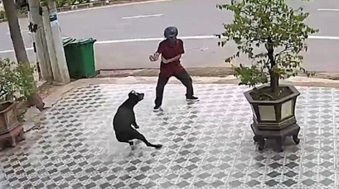 Вьетнамец испугал напавших собак боевой стойкой  - ВИДЕО
