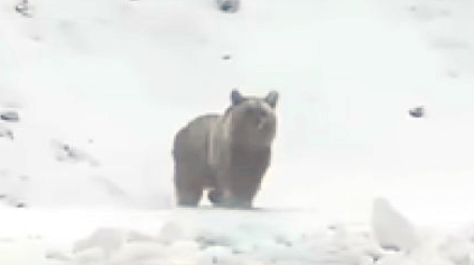 Şuşada ayı Zəfər yoluna çıxdı - VİDEO 