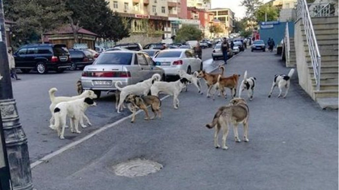 Heyvan hücumlarını önləyən texnologiyanın iş prinsipi nədir? - VİDEO