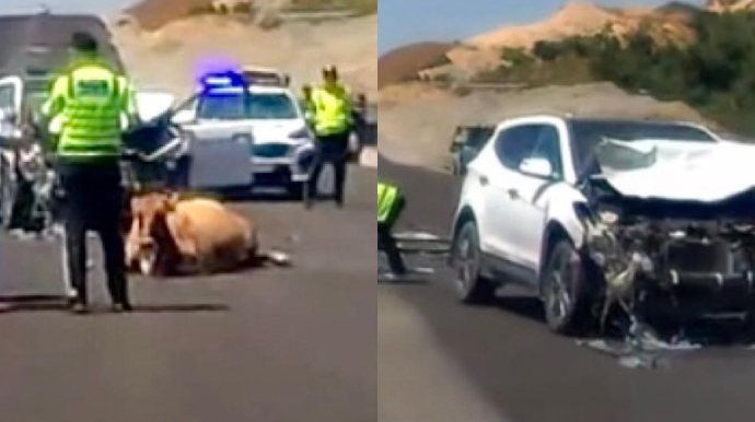 Muğanlı-İsmayıllı yolunda qəza: Ehtiyatsız sürücü inəyi vurdu    - VİDEO