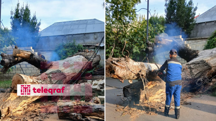Mingəçevirdə ağac aşaraq avtomobil yolunu bağladı - FOTO