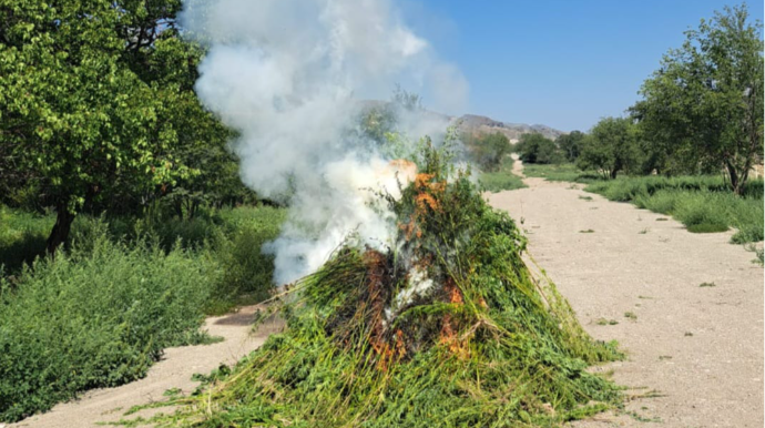 Laçında 1 tondan artıq yabanı çətənə bitkisi yandırıldı - FOTO