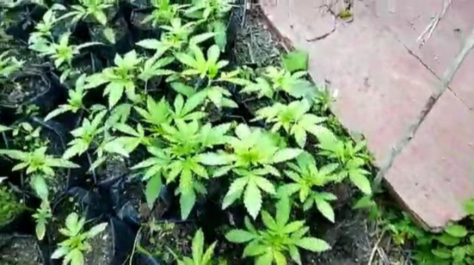 Lənkaranda narkotik tərkibli bitkilər yetişdirən şəxs saxlandı