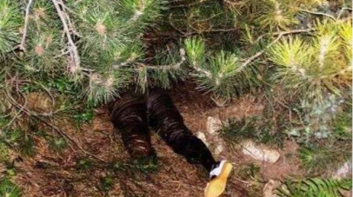 Qəbələdə meşədə üzərinə ağac düşdü - Öldü 