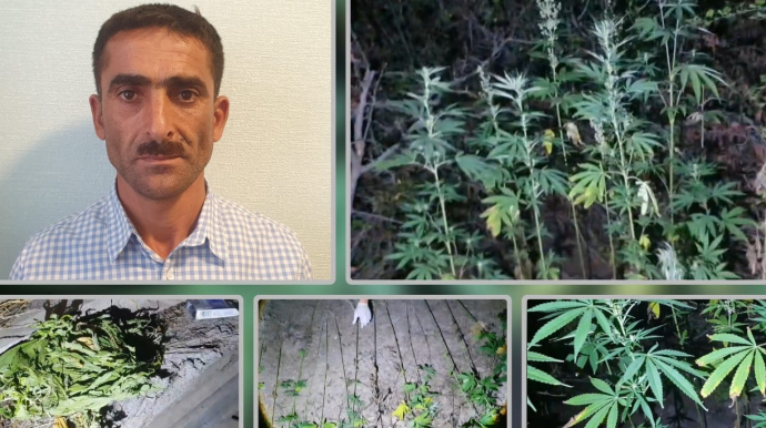 Meşədə çətənə kolları yetişdirən şəxs saxlanıldı