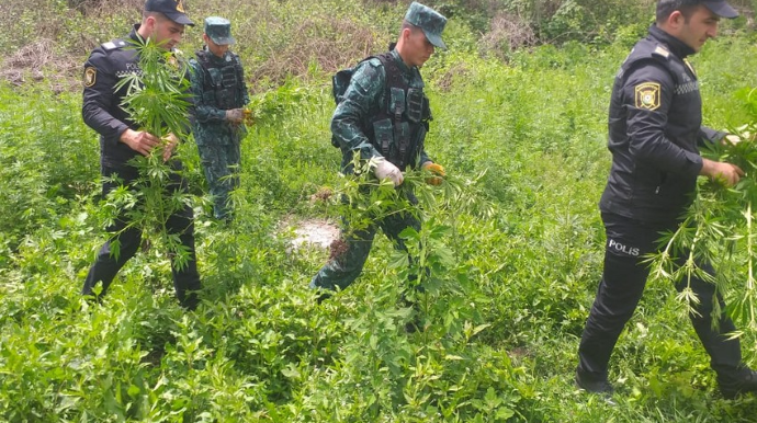 Zəngilanda yabanı halda bitən 2 tondan çox narkotik bitkisi yandırılıb  - FOTO - VİDEO