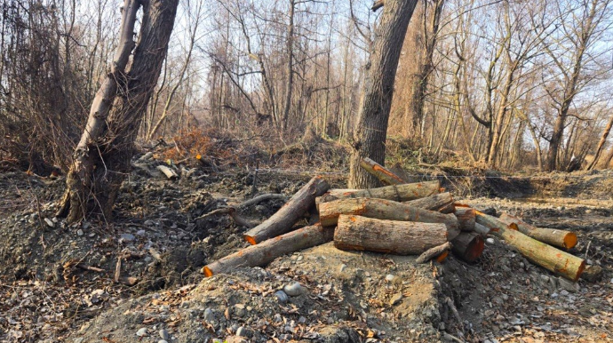 “Qırmızı kitab”a düşən qızılağacları kim məhv edir? - Xaçmazda ekoloji təhlükə - VİDEO