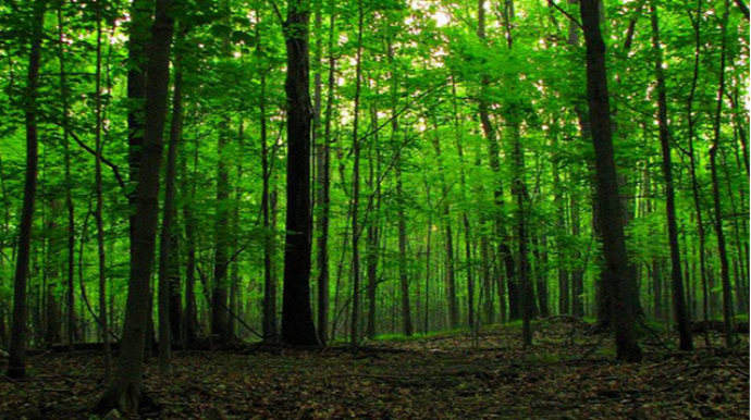 Qusarda meşəbəyi həbs edildi - Rüşvətdə ittiham olunur 