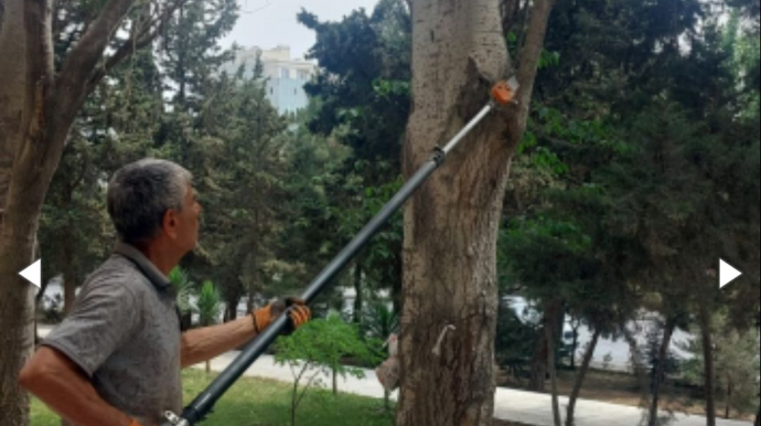 Ağacların budanması üçün 4 ay əvvəl müraciət edib, növbə gəlib çatmayıb - ŞİKAYƏT 