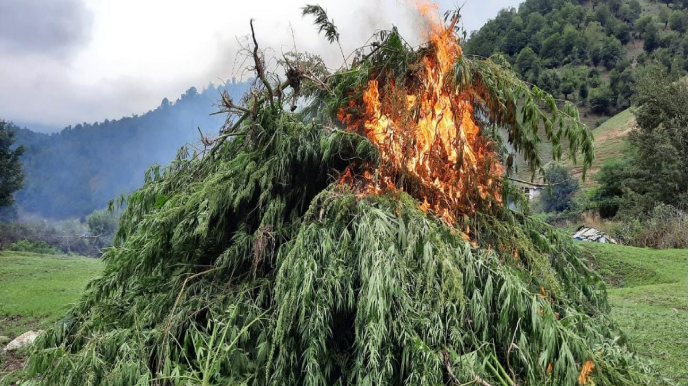 Gədəbəydə 932 kq çətənə kolları yandırılıb - FOTO