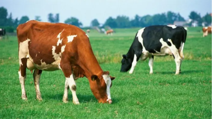 Bakıda 17 minlik mal-qara oğurlandı