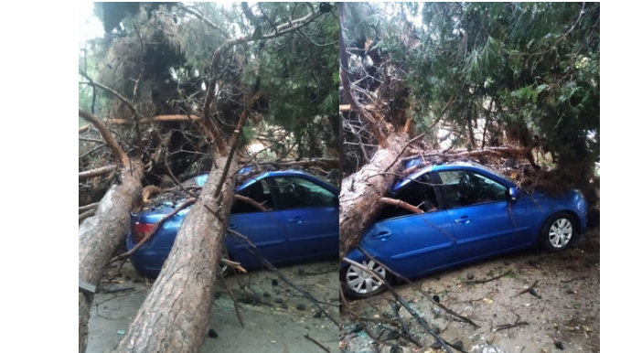 В Баку дерево рухнуло на автомобиль  - ВИДЕО