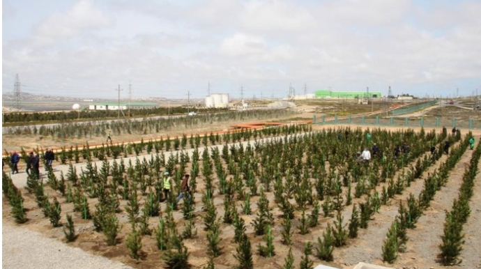 Bayram günlərində 40 mindən çox ağac əkilib