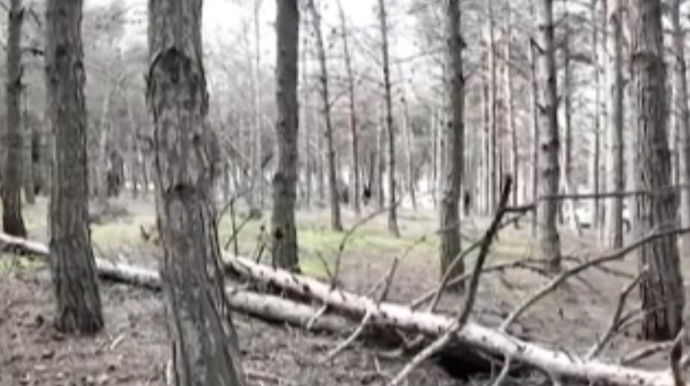 Biləcəridə meşə məhv olur, 8 aydır tədbir görən yoxdur... - VİDEO