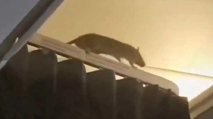 Təyyarəyə siçan girdi, 36 saat axtardılar - VİDEO