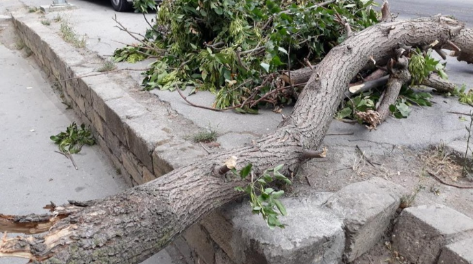 Naxçıvanda ağac qırılıb 3 nəfərin üzərinə düşdü 