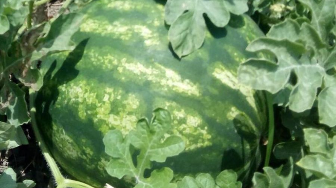 AQTA Salyan və Sabirabadda monitorinq keçirdi - FOTO