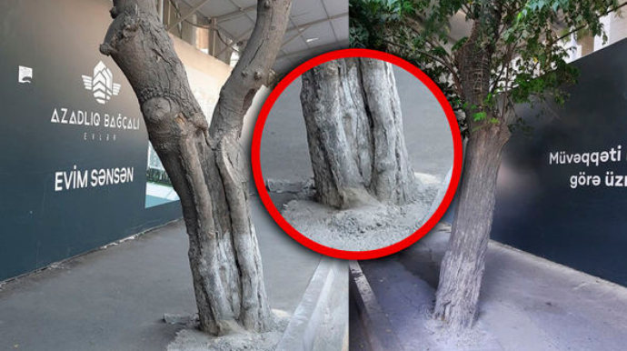 Bakıda tikinti şirkəti ağacları beton qəfəsə salıb   - FOTO