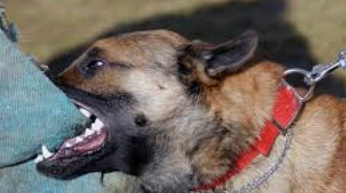 Azərbaycanda 90 yaşlı kişini it başından dişlədi - FOTO