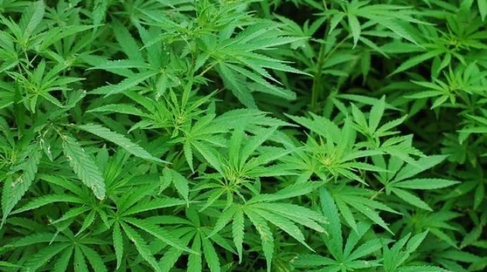 Kürdəmir sakinində külli miqdarda narkotik vasitə aşkarlandı  - VİDEO