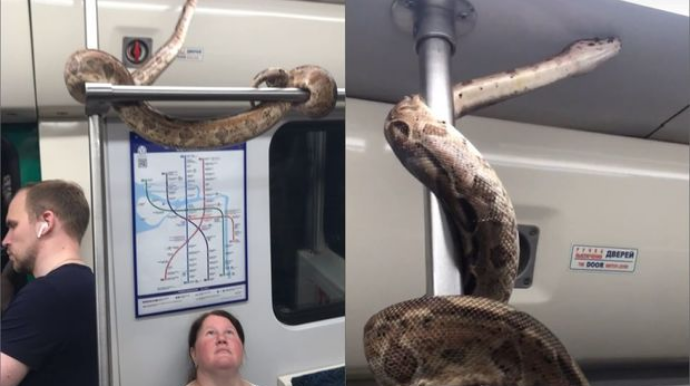 В России змея прокатилась в метро   - ВИДЕО