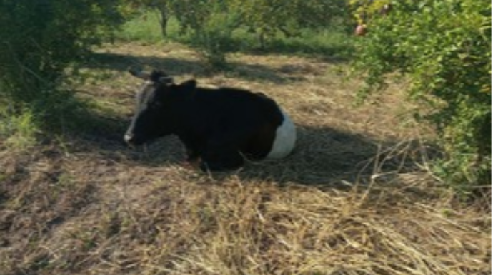 Ermənilər Mingəçevirə raketlər atdı, Bərdədə məhv edildi   - FOTO