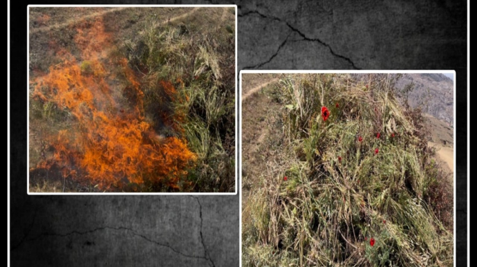 Lerikdə “Xaşxaş-2025” əməliyyatı