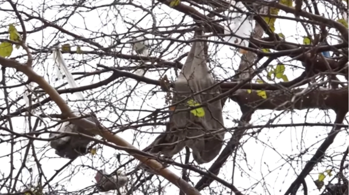 "Zibil qutuları var, amma sakinlər qapağı açıb tullantıları atmağa tənbəllik edirlər" - VİDEO