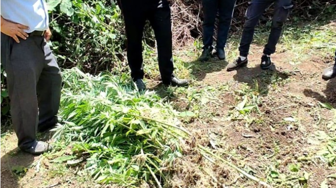 Meşə zolağında narkoplantasiya yetişdirən şəxs saxlanıldı   - FOTO